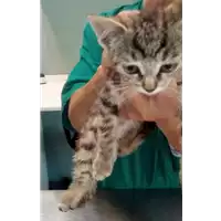 gatto - Matr. 2017/1076 - Microchip 380260043309839