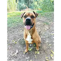 Foto dell\'animale cane - Matr. 2022/1022 - Microchip 380260044811121