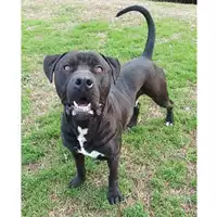 cane - Matr. 2022/1344 - Microchip 380260044437137