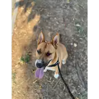 Foto dell\'animale cane - Matr. 2022/0880 - Microchip 380260044551937