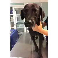 Foto dell\'animale cane - Matr. 2022/1732 - Microchip 380260004914637
