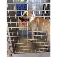 Foto dell\'animale cane - Matr. 2022/1733 - Microchip 941000024715482