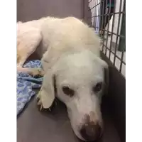 Foto dell\'animale cane - Matr. 2022/1734 - Microchip 380260043145651