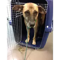 Foto dell\'animale cane - Matr. 2022/1738 - Microchip 380260002301200