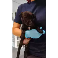 cane - Matr. 2022/1739 - Microchip 380260044732631