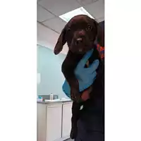 cane - Matr. 2022/1742 - Microchip 380260044733011