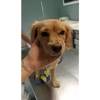 Foto dell\'animale cane - Matr. 2022/1745 - Microchip 380260044732829