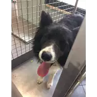 Foto dell\'animale cane - Matr. 2022/1748 - Microchip 380260044732532