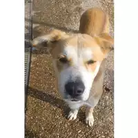Foto dell\'animale cane - Matr. 2022/1753 - Microchip 380260044732700