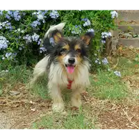 Foto dell\'animale cane - Matr. 2017/0701 - Microchip 380260042881439