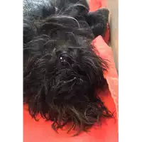 Foto dell\'animale cane - Matr. 2022/1755 - Microchip 380260044748710