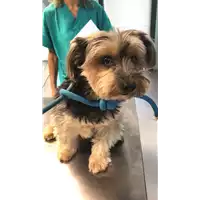 Foto dell\'animale cane - Matr. 2022/1761 - Microchip 380260042530944