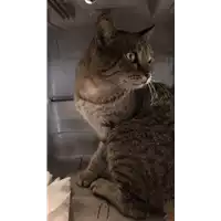 Foto dell\'animale gatto - Matr. 2022/1763 - Microchip 380260044732458