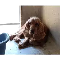 Foto dell\'animale cane - Matr. 2022/1764 - Microchip 380260040899875