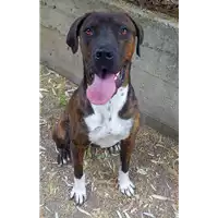 Foto dell\'animale cane - Matr. 2016/2164 - Microchip 380260042742414
