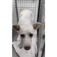 Foto dell\'animale cane - Matr. 2022/1768 - Microchip 380260044732552