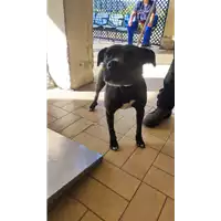Foto dell\'animale cane - Matr. 2022/1769 - Microchip 380260042778560