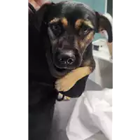Foto dell\'animale cane - Matr. 2022/1771 - Microchip 380260044748585