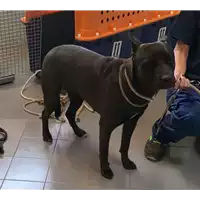 Foto dell\'animale cane - Matr. 2022/1772 - Microchip 380260004547359