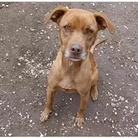 Foto dell\'animale cane - Matr. 2022/1774 - Microchip 380260044732220