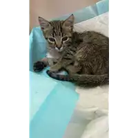 Foto dell\'animale gatto - Matr. 2022/1777 - Microchip 380260044748943