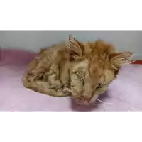 Foto dell\'animale gatto - Matr. 2022/1776 - Microchip 380260044732735