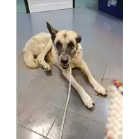 Foto dell\'animale cane - Matr. 2022/1779 - Microchip 380260040134032