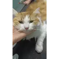 Foto dell\'animale gatto - Matr. 2022/1785 - Microchip 380260044748316
