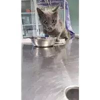 Foto dell\'animale gatto - Matr. 2022/1788 - Microchip 380260044748284