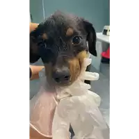 Foto dell\'animale cane - Matr. 2022/1790 - Microchip 380260044732396
