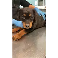 Foto dell\'animale cane - Matr. 2022/1791 - Microchip 380260044748362
