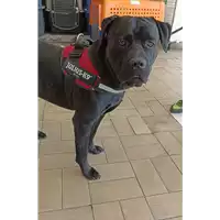Foto dell\'animale cane - Matr. 2022/1795 - Microchip 380260160143890