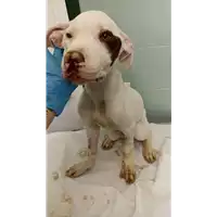 cane - Matr. 2022/1794 - Microchip 380260044748986