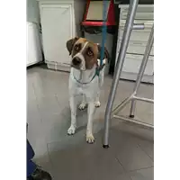 Foto dell\'animale cane - Matr. 2022/1796 - Microchip 380260044748916