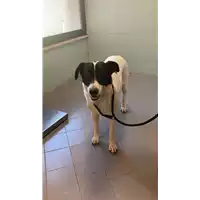Foto dell\'animale cane - Matr. 2022/1797 - Microchip 380260044732530