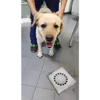 Foto dell\'animale cane - Matr. 2022/1798 - Microchip 380260004925975