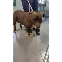 Foto dell\'animale cane - Matr. 2022/0820 - Microchip 380260002111602