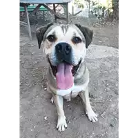 Foto dell\'animale cane - Matr. 2021/1903 - Microchip 380260101346169