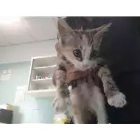 Foto dell\'animale gatto - Matr. 2022/1809 - Microchip 380260044913446