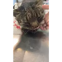 Foto dell\'animale gatto - Matr. 2022/1811 - Microchip 380260044914279