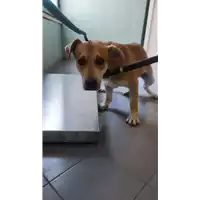 Foto dell\'animale cane - Matr. 2022/1814 - Microchip 380260044913502