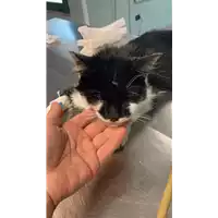 Foto dell\'animale gatto - Matr. 2022/1826 - Microchip 380260044913910