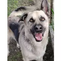 Foto dell\'animale cane - Matr. 2022/0014 - Microchip 380260044440472