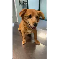 Foto dell\'animale cane - Matr. 2022/1828 - Microchip 380260044914120