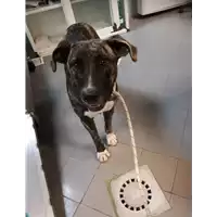 Foto dell\'animale cane - Matr. 2022/1829 - Microchip 380260044914067