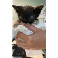 Foto dell\'animale gatto - Matr. 2022/1830 - Microchip 380260044914182