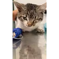 Foto dell\'animale gatto - Matr. 2022/1834 - Microchip 380260044748307
