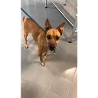 Foto dell\'animale cane - Matr. 2022/1838 - Microchip 380260044913691