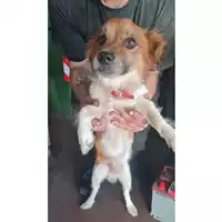 Foto dell\'animale cane - Matr. 2022/1839 - Microchip 380260043265811