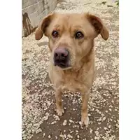 Foto dell\'animale cane - Matr. 2022/1840 - Microchip 380260044913737